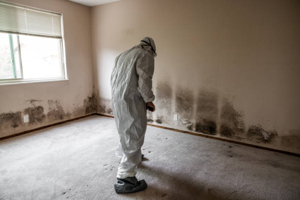 Mold Odor Removal Services in Dadeville, AL